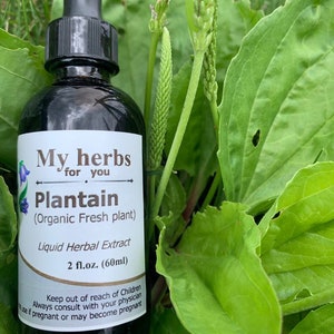 Plantain (Fresh Organic leaves) tincture