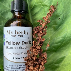 Yellow Dock Root tincture, Rumex crispus