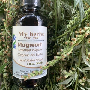 Mugwort (FRESH Organic herb) tincture, Artimisia vulgaris, Organic