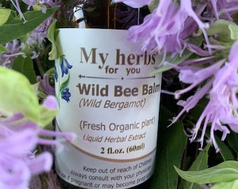 Bee Balm (Fresh Organic plant) tincture, Wild Bergamot, Monarda fistulosa