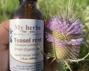 Teasel Root tincture, Dipsacus Sylvestris