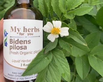 Bidens pilosa (FRESH Organic plant) tincture, Spanish needles