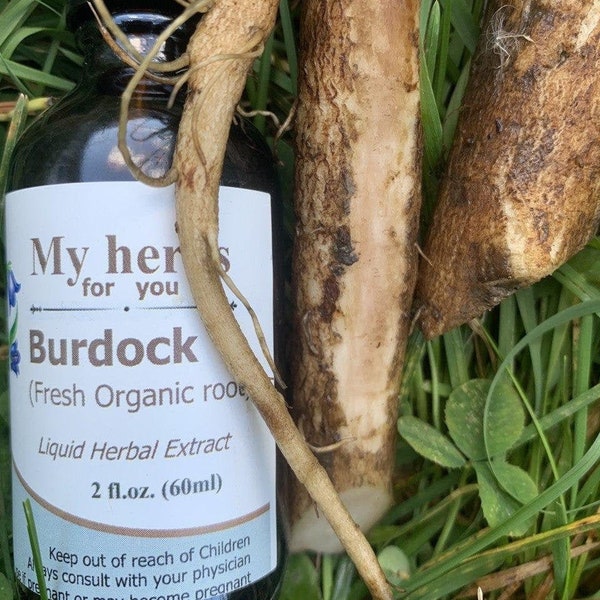 Exquisite Where Can I Buy Burdock Root Background for Your Screen