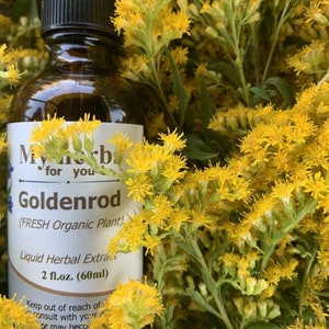 Peut inclure: Une bouteille en verre brun avec un compte-gouttes, étiquetée "My Herb for You Goldenrod (FRESH Organic Plant) Liquid Herbal Extract 2 fl.oz. (60ml)". La bouteille est entourée de fleurs jaunes de solidage.