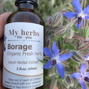 Borretsch (frische organische Pflanze) Tinktur