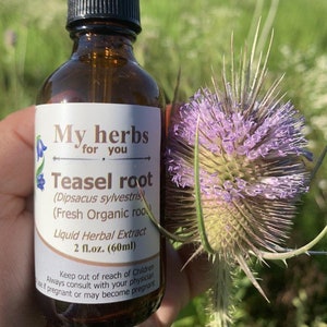 Teasel Root tincture, Dipsacus Sylvestris zdjęcie 1