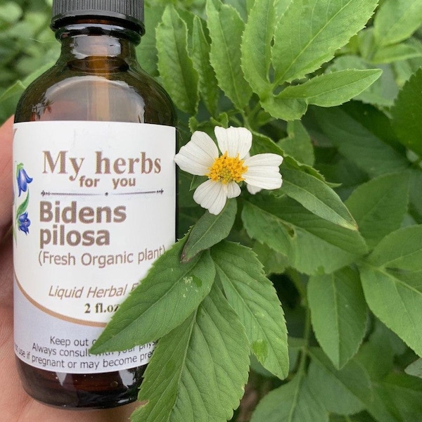 Bidens pilosa (FRESH Organic plant) tincture, Spanish needles