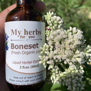 Boneset (Fresh Organic plant) tincture, Eupatorium perfoliatum