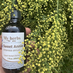 Sweet Annie (FRESH Organic Pflanze) Tinktur, Artemisia Annua, Süßer Wermut