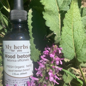 Wood betony FRESH Organic tincture, Betonica officinalis syn. Stachys officinalis image 1