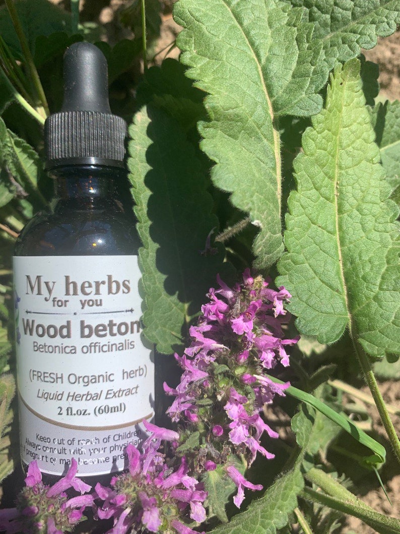 Wood betony FRESH Organic tincture, Betonica officinalis syn. Stachys officinalis image 1