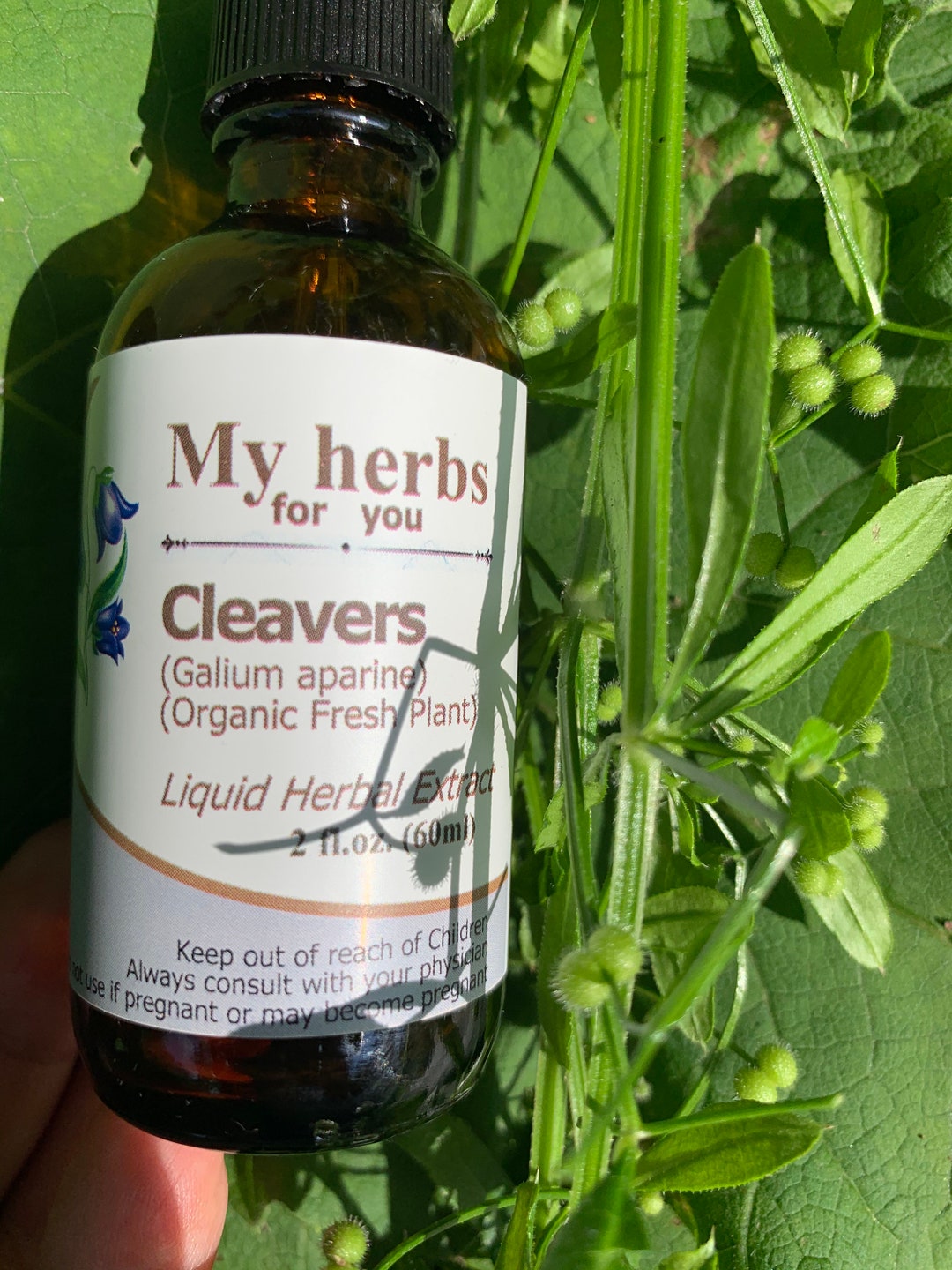 Cleavers fresh Organic Herb Tincture, Galium Aparine Etsy