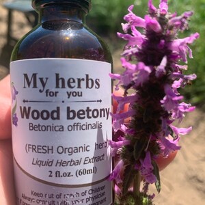 Wood betony FRESH Organic tincture, Betonica officinalis syn. Stachys officinalis image 5