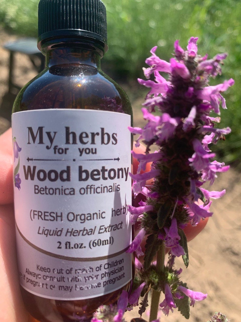 Wood betony FRESH Organic tincture, Betonica officinalis syn. Stachys officinalis image 5