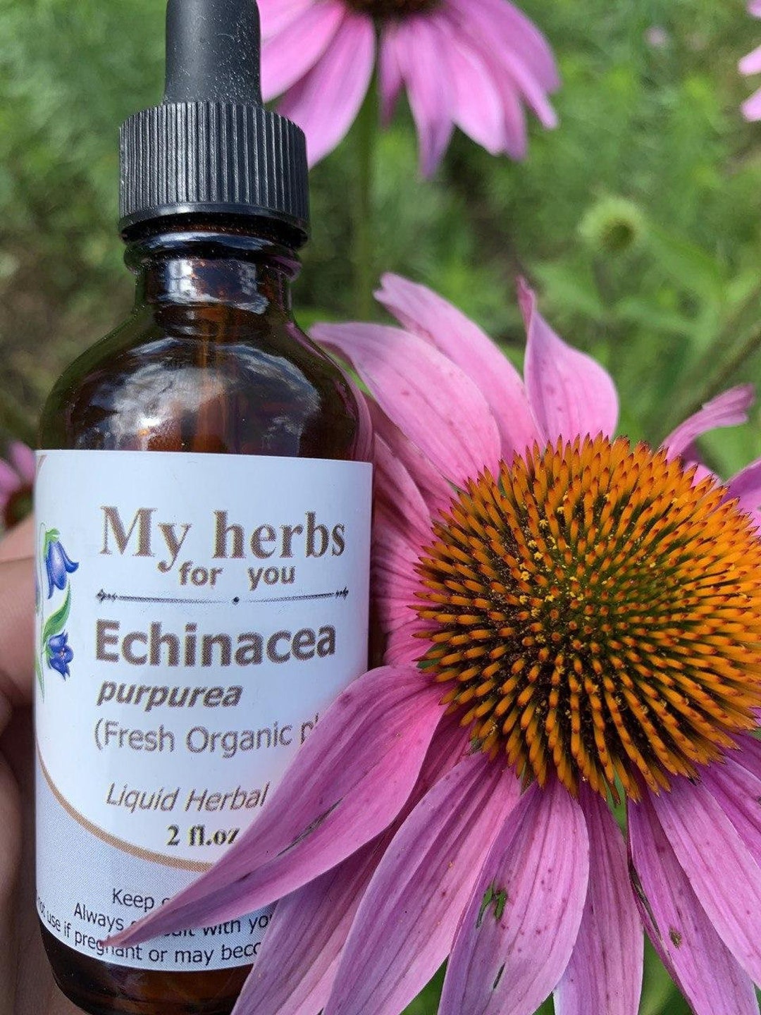 Echinacea Purpurea fresh Organic Plant Tincture, Purple Coneflower