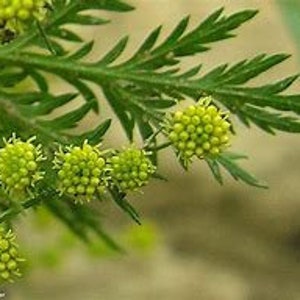 May include: Close-up of a green plant with small, round, yellow flower buds.