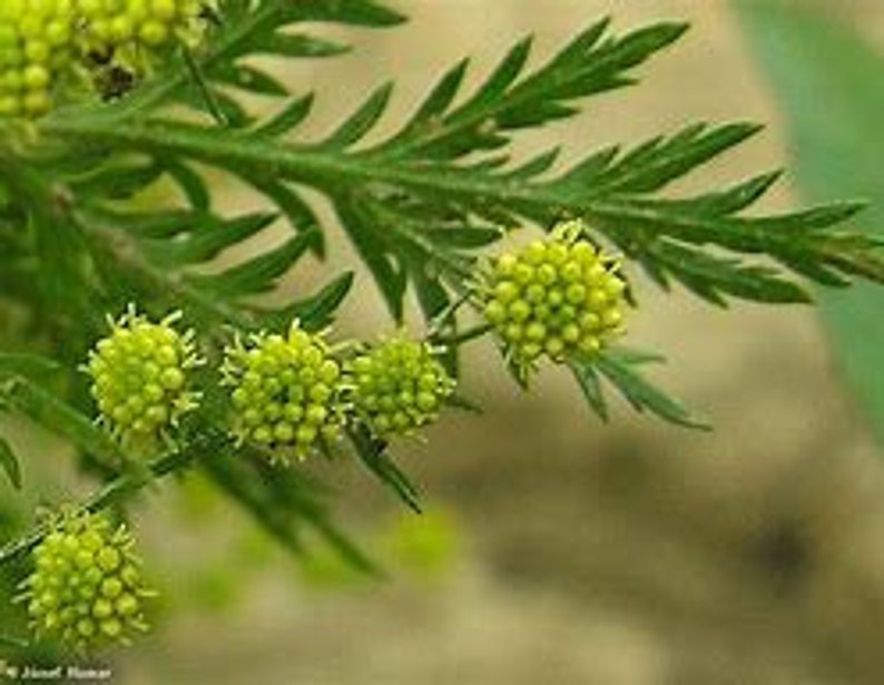 May include: Close-up of a green plant with small, round, yellow flower buds.