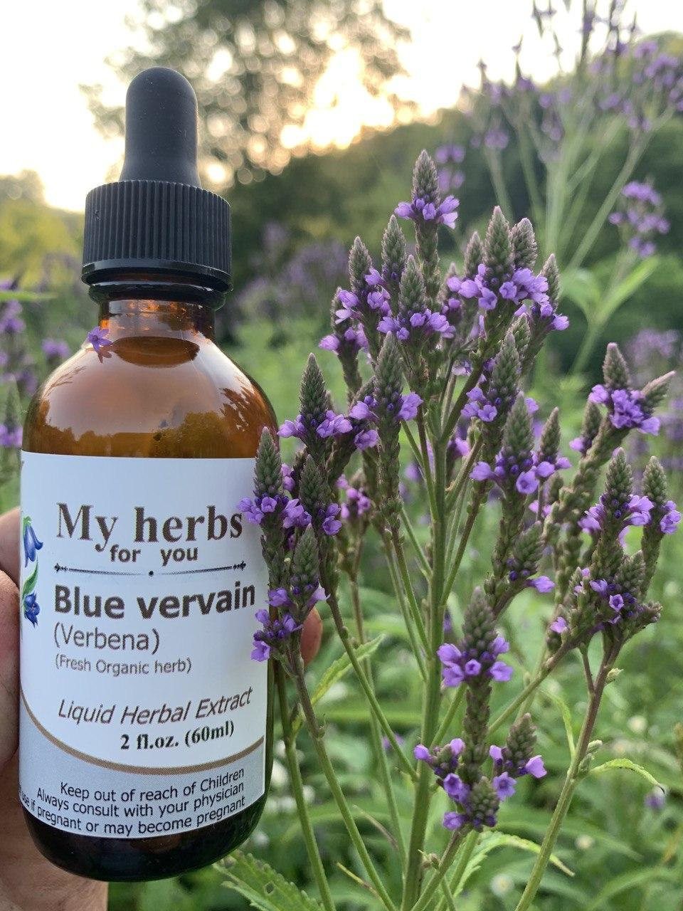 Blue Vervain (FRESH Organic plant) tincture, Verbena Hastata