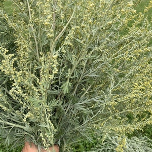 May include: A bunch of green and yellow flowering mugwort, a type of herb, held in a hand.