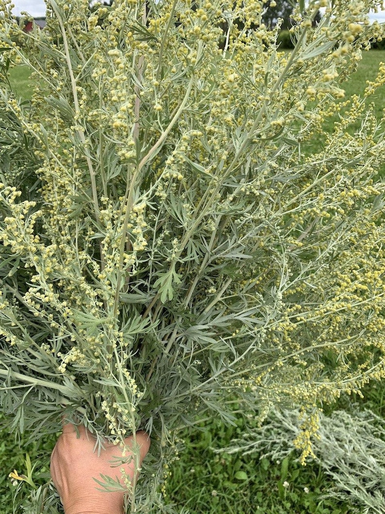 May include: A bunch of green and yellow flowering mugwort, a type of herb, held in a hand.