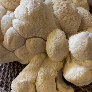 May include: A close-up of a cluster of white lion's mane mushrooms in a woven basket. The mushrooms have a soft, fluffy texture and are arranged in a natural, organic way.