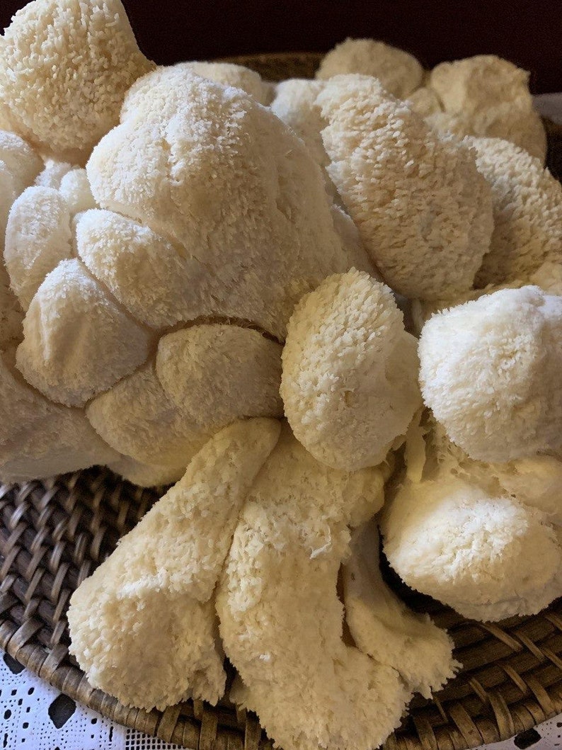 May include: A close-up of a cluster of white lion's mane mushrooms in a woven basket. The mushrooms have a soft, fluffy texture and are arranged in a natural, organic way.