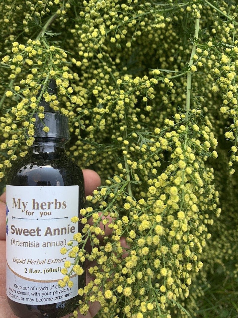 Sweet Annie (FRESH Organic plant) tincture, Artemisia Annua, Sweet wormwood image 1