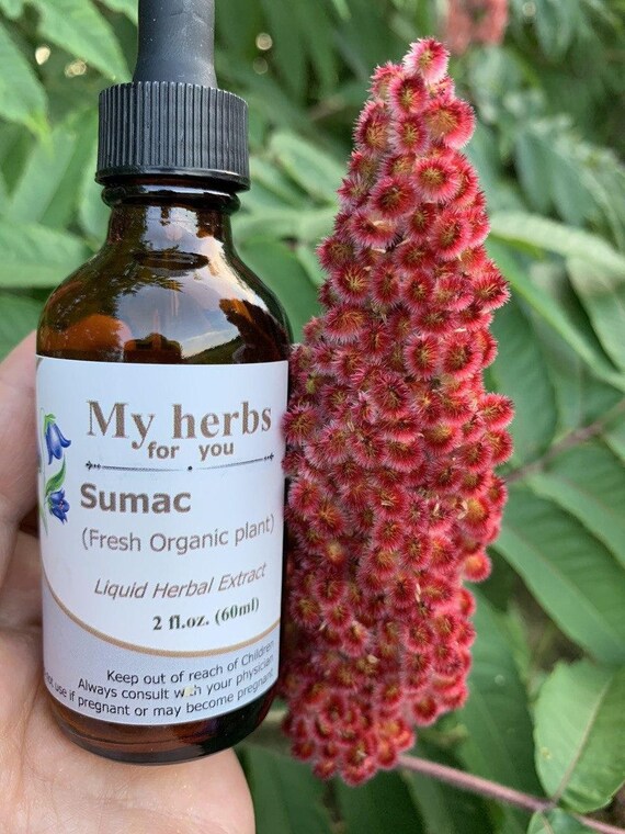 Sumac FRESH Organic Plant Tincture Staghorn Sumac Etsy