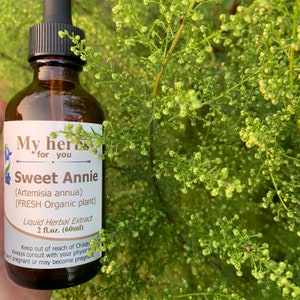 May include: A brown glass bottle with a dropper top and a white label that reads "My herbs for you Sweet Annie (Artemisia annua) (FRESH Organic plant) Liquid Herbal Extract 2 fl.oz. (60ml)"  Keep out of reach of Children Always consult with your physician if pregnant or may become pregnant.