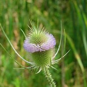 Teasel Root tincture, Dipsacus Sylvestris image 6