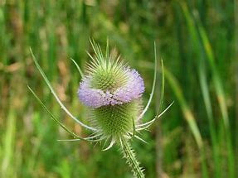 Teasel Root tincture, Dipsacus Sylvestris zdjęcie 6