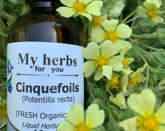 Cinquefoils tincture, Organic, Potentilla recta