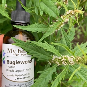 Bugleweed (FRESH ORGANIC) tincture, Lycopus virginicus, Water horehound,