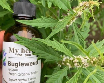 Bugleweed (FRESH ORGANIC) tincture, Lycopus virginicus, Water horehound,