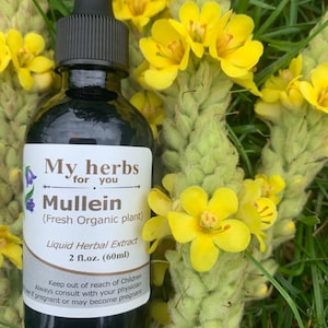 Mullein (FRESH Organic plant) tincture, Verbascum