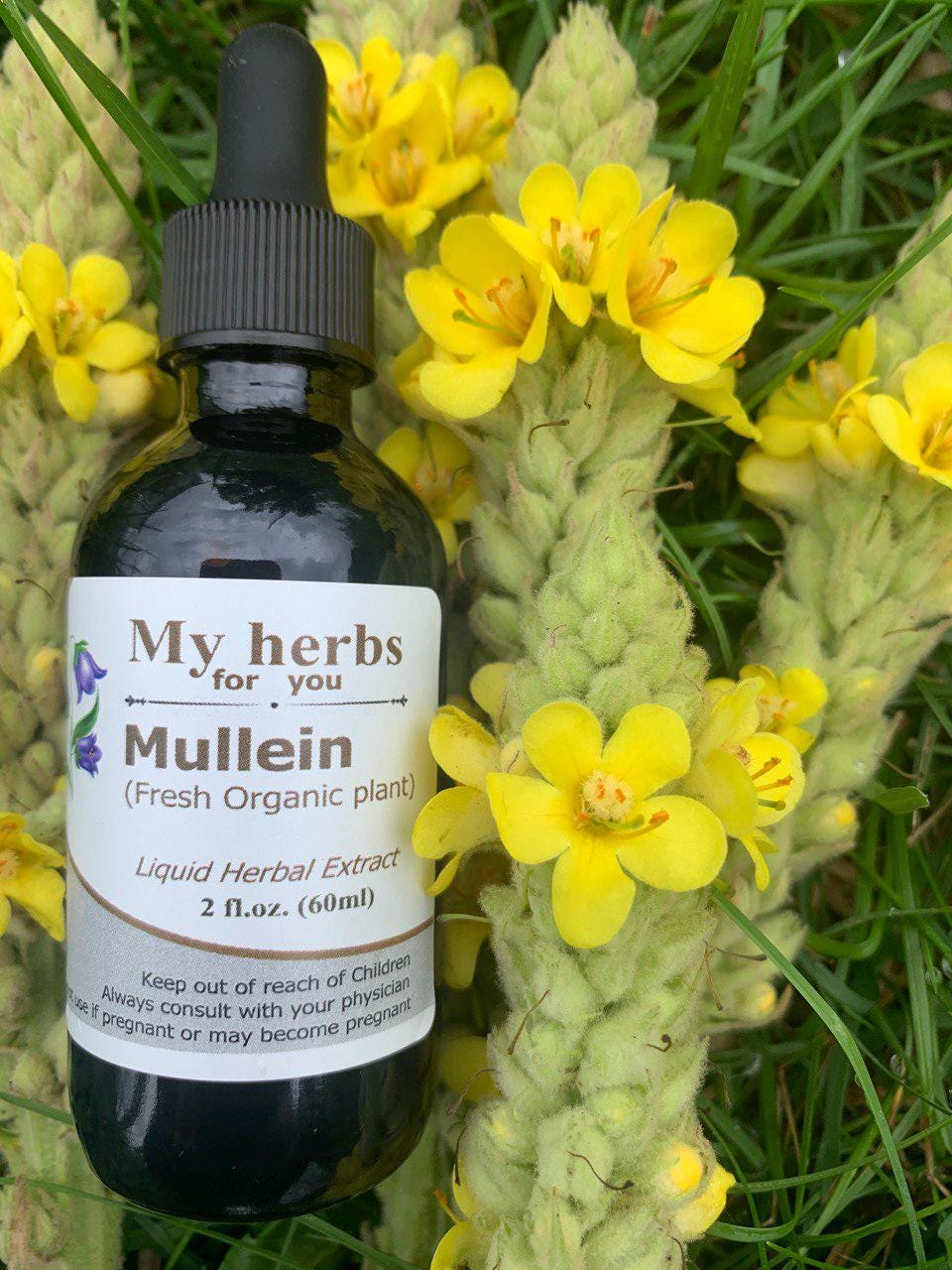 Mullein (FRESH Organic plant) tincture, Verbascum