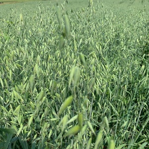 Pode incluir: Um campo de plantas de aveia altas e verdes com espigas. As plantas est&atilde;o crescendo em fileiras e est&atilde;o nos est&aacute;gios iniciais de matura&ccedil;&atilde;o.