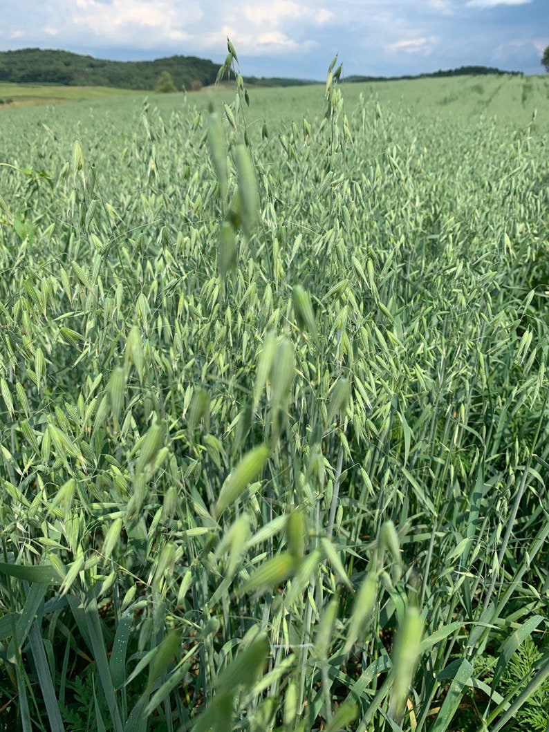 Pode incluir: Um campo de plantas de aveia altas e verdes com espigas. As plantas est&atilde;o crescendo em fileiras e est&atilde;o nos est&aacute;gios iniciais de matura&ccedil;&atilde;o.