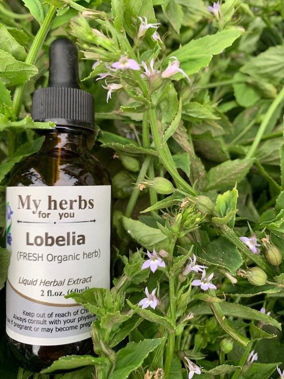 indian tobacco weed Lobelia FRESH Organic Tincture, Lobelia Inflata, Indian Tobacco, Puke Weed