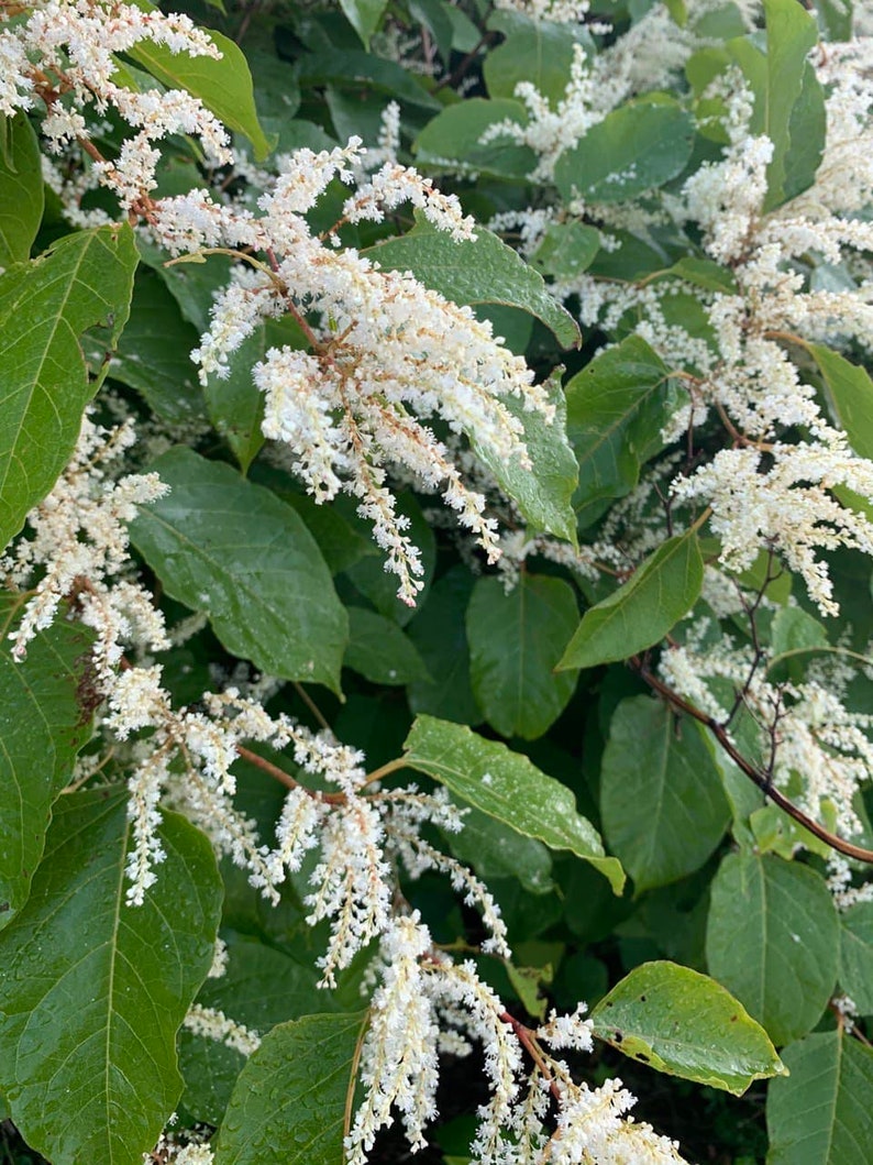 Japanese knotweed, FRESH Organic root tincture image 6