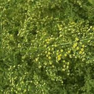 May include: A close-up of a green plant with small yellow flowers. The plant has a delicate, feathery appearance and is in full bloom.