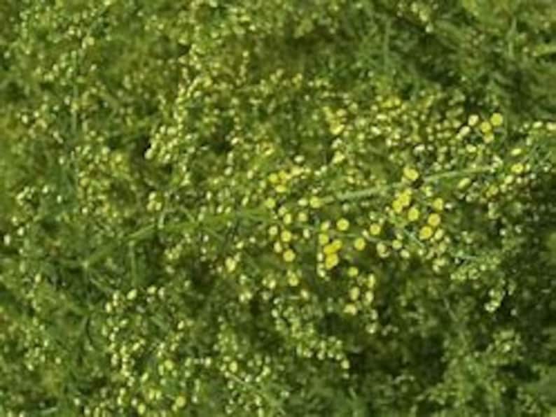 May include: A close-up of a green plant with small yellow flowers. The plant has a delicate, feathery appearance and is in full bloom.