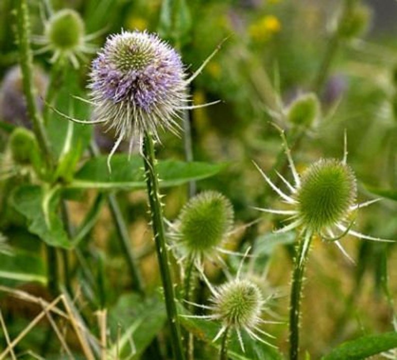 Teinture de racine de cardère, Dipsacus sylvestris image 5