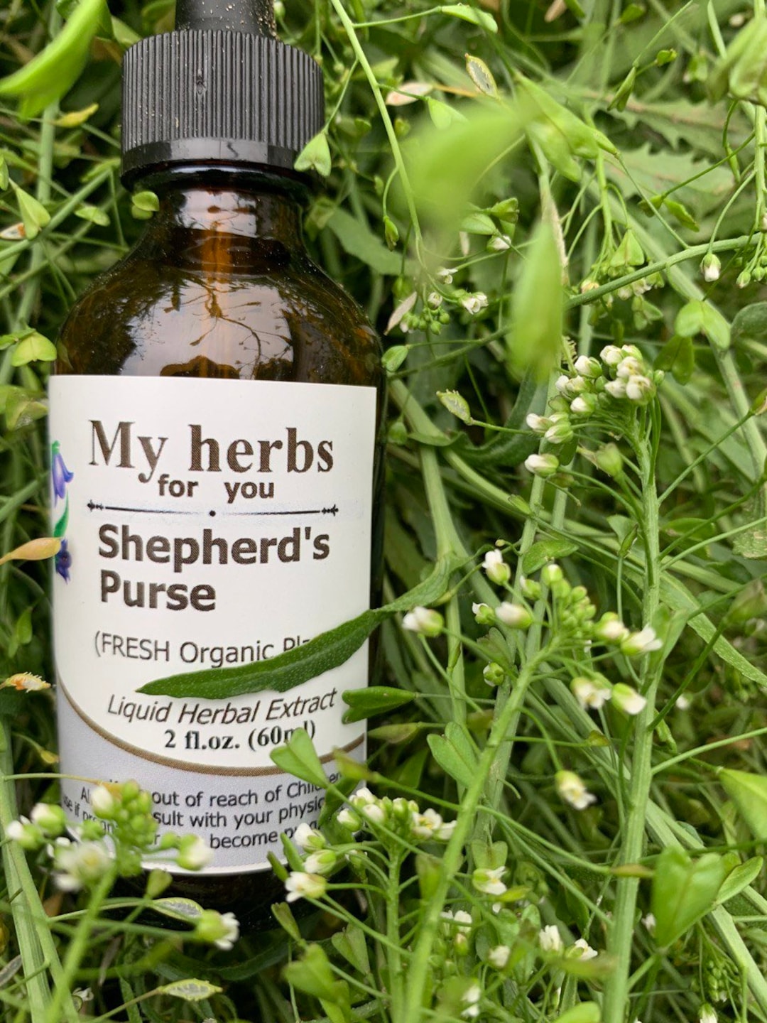 Shepherd's Purse Tincture, FRESH Organic Plant, Capsella Bursapastoris