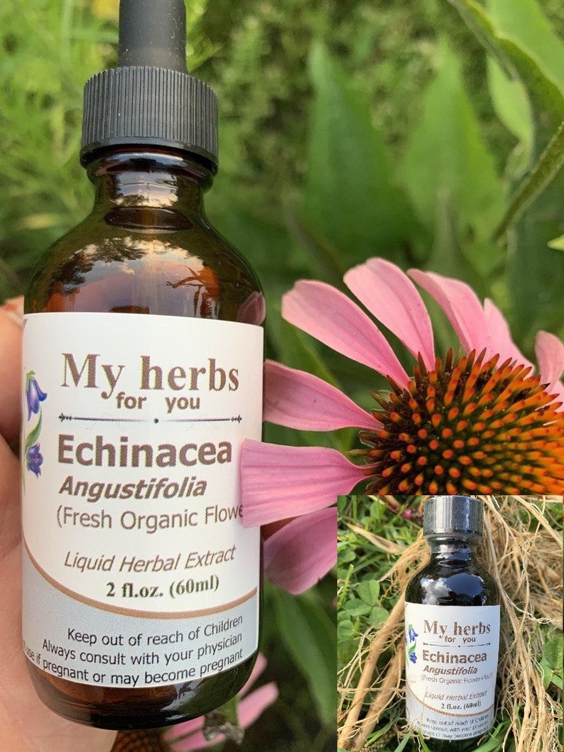 Echinacea Angustifolia Tincture Fresh Organic Etsy