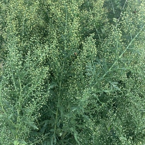 May include: A close-up of a large patch of green leafy plants with small white flowers. The plants are densely packed together, creating a lush and textured appearance.