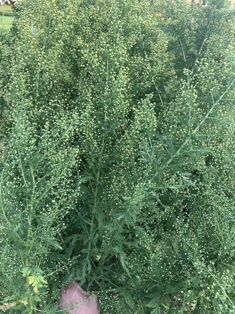 May include: A close-up of a large patch of green leafy plants with small white flowers. The plants are densely packed together, creating a lush and textured appearance.