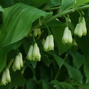 Solomon's seal tincture, Organic Fresh root, Polygonatum odoratum image 4