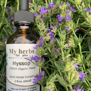 Hyssop FRESH Organic tincture, Hyssopus officinalis image 3