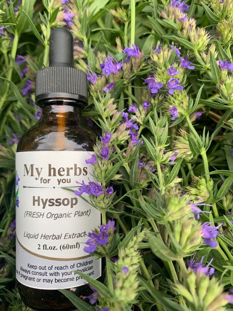 Hyssop FRESH Organic tincture, Hyssopus officinalis image 3